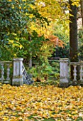 SALING HALL  ESSEX: STONE STEPS AND BALUTRADE SURROUNDED BY LEAVES OF ACER CAPPADOCCIUM (CAUCASIAN MAPLE) IN AUTUMN