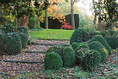 SALING_HALL__ESSEX_CLIPPED_BOX_IN_THE_WOODLAND_WITH_STEPS__AUTUMN