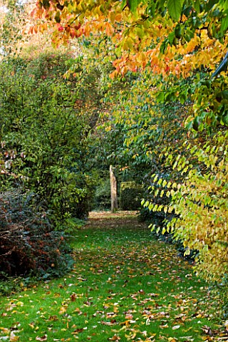 SALING_HALL__ESSEX_VIEW_ALONG_GRASS_PATH_PAST_PERSIAN_IRONWOOD_TREE__PARROTIA_PERSICA__TO_THE_MILLEN