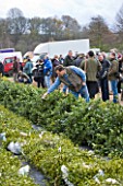 HOLLY AND MISTLETOE AUCTION  TENBURY WELLS  WORCESTERSHIRE