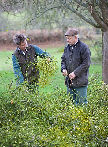 MISTLETOE_BEING_HARVESTED_NEAR_TENBURY_WELLS__WORCESTERSHIRE__MICHAEL_ADAMS_RIGHT_AND_ROB_MAPP_TIE_T