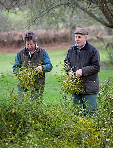 MISTLETOE_BEING_HARVESTED_NEAR_TENBURY_WELLS__WORCESTERSHIRE__MICHAEL_ADAMS_RIGHT_AND_ROB_MAPP_TIE_T