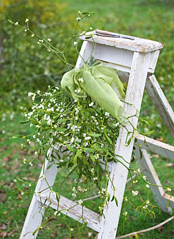 MISTLETOE_BEING_HARVESTED_NEAR_TENBURY_WELLS__WORCESTERSHIRE__LADDER_WITH_MISTLETOE_AND_GREEN_RIBBON