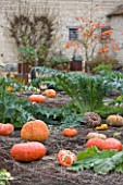 CHATEAU DU RIVAU  LOIRE VALLEY  FRANCE: PUMPKINS IN THE POTAGER BESIDE THE ROYAL STABLES