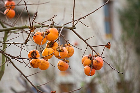 CHATEAU_DU_RIVAU__LOIRE_VALLEY__FRANCE_CLOSE_UP_OF_PERSIMMON_TREE_FRUIT_IN_THE_POTAGER