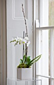 WHITE HOUSE: THE SITTING ROOM WITH WHITE CUBED PLANTER WITH ORCHID IN WINOWSILL