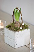 WHITE HOUSE: BREAKFAST ROOM: WHITE SQUARE WOODEN PLANTER WITH HYACINTH BULB AND PUSSY WILLOW