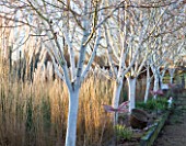 THE MANOR HOUSE  STEVINGTON  BEDFORDSHIRE. DESIGNER: KATHY BROWN: THE WHITE STEMMED BIRCH WALK WITH BETULA UTILIS VAR JACQUEMONTII GRAYSWOOD GHOST. WINTER