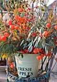 THE MANOR HOUSE  STEVINGTON  BEDFORDSHIRE. DESIGNER: KATHY BROWN: WINTER CONTAINER DISPLAY WITH CHINESE LANTERNS AND EUCALYPTUS IN METAL CONTAINER