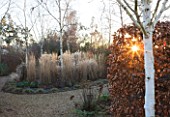 THE MANOR HOUSE  STEVINGTON  BEDFORDSHIRE. DESIGNER: KATHY BROWN: THE HEPWORTH BORDER AT DAWN WITH BETULA AND BEECH HEDGE. WINTER