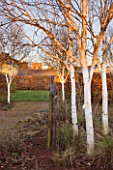 THE MANOR HOUSE  STEVINGTON  BEDFORDSHIRE. DESIGNER: KATHY BROWN: VIEW TO THE CHURCH WITH HARE SCULPTURE AND BETULA UTILIS VAR JACQUEMONTII. EVENING LIGHT