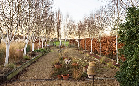 THE_MANOR_HOUSE__STEVINGTON__BEDFORDSHIRE_DESIGNER_KATHY_BROWN_THE_WHITE_STEMMED_BIRCH_WALK_WITH_BET