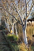 THE MANOR HOUSE  STEVINGTON  BEDFORDSHIRE. DESIGNER: KATHY BROWN: THE WHITE STEMMED BIRCH WALK WITH BETULA UTILIS VAR JACQUEMONTII GRAYSWOOD GHOST . WINTER