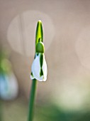 DR RONALD MACKENZIE  OXFORDSHIRE: SINGLE SNOWDROP; GALANTHUS SOUTH HAYES