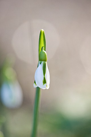 DR_RONALD_MACKENZIE__OXFORDSHIRE_SINGLE_SNOWDROP_GALANTHUS_SOUTH_HAYES