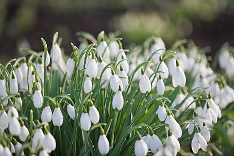 DR_RONALD_MACKENZIE__OXFORDSHIRE_SWATHES_OF_EARLY_FLOWERING_SNOWDROPS_GALANTHUS_JOHN_GRAY