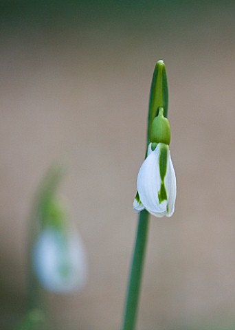 DR_RONALD_MACKENZIE__OXFORDSHIRE_SINGLE_SNOWDROP_GALANTHUS_SOUTH_HAYES