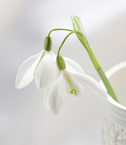CLOSE_UP_OF_SNOWDROP_GALANTHUS_MRS_THOMPSON_IN_A_WHITE_CONTAINER__STYLING_BY_JACKY_HOBBS