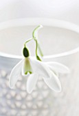 CLOSE UP OF SNOWDROP- GALANTHUS MRS THOMPSON IN A WHITE CONTAINER : STYLING BY JACKY HOBBS