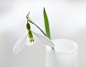 CLOSE UP OF SNOWDROP- GALANTHUS GRACILIS : STYLING BY JACKY HOBBS