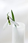 CLOSE UP OF SNOWDROP- GALANTHUS GRACILIS : STYLING BY JACKY HOBBS