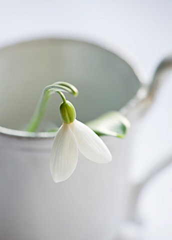 CLOSE_UP_OF_SNOWDROP_GALANTHUS_ALLENII__STYLING_BY_JACKY_HOBBS