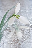 CLOSE UP OF GALANTHUS GRACILIS  ON FROSTED MIRROR: STYLING BY JACKY HOBBS