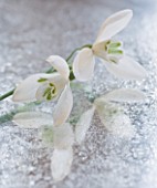 CLOSE UP OF GALANTHUS MRS THOMPSON  ON FROSTED MIRROR: STYLING BY JACKY HOBBS