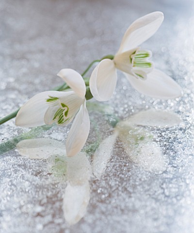 CLOSE_UP_OF_GALANTHUS_MRS_THOMPSON__ON_FROSTED_MIRROR_STYLING_BY_JACKY_HOBBS
