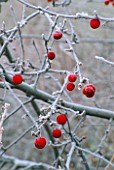 FROSTED WINTER FRUITS OF MALUS SIEBOLDII TORINGO