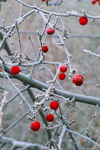 FROSTED_WINTER_FRUITS_OF_MALUS_SIEBOLDII_TORINGO