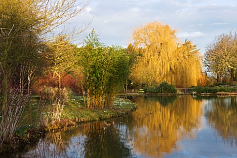 HODSOCK_PRIORY__NOTTINGHAMSHIRE_MORNING_LIGHT_ON_WILLOW_REFLECTED_IN_THE_LAKE_WITH_THE_BARK_OF_BETUL