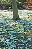 HODSOCK PRIORY  NOTTINGHAMSHIRE: SNOWDROPS IN THE WOODLAND