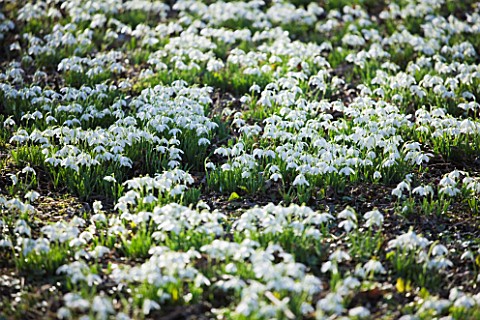 HODSOCK_PRIORY__NOTTINGHAMSHIRE_SNOWDROPS_IN_THE_WOODLAND