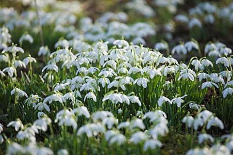 HODSOCK_PRIORY__NOTTINGHAMSHIRE_SNOWDROPS_IN_THE_WOODLAND