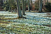 HODSOCK PRIORY  NOTTINGHAMSHIRE: SNOWDROPS IN THE WOODLAND