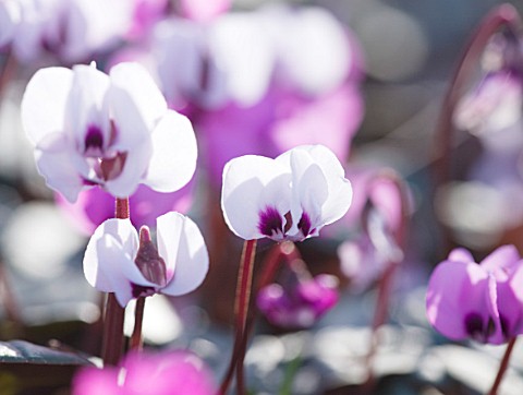 HODSOCK_PRIORY__NOTTINGHAMSHIRE_THE_PINK_FLOWERS_OF_CYCLAMEN_COUM