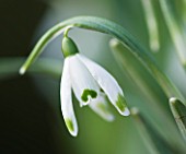 HODSOCK PRIORY  NOTTINGHAMSHIRE: CLOSE UP OF THE WHITE FLOWERS OF GALANTHUS GREEN TIP
