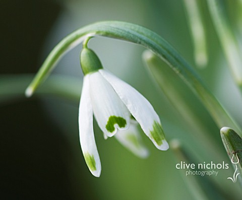 HODSOCK_PRIORY__NOTTINGHAMSHIRE_CLOSE_UP_OF_THE_WHITE_FLOWERS_OF_GALANTHUS_GREEN_TIP