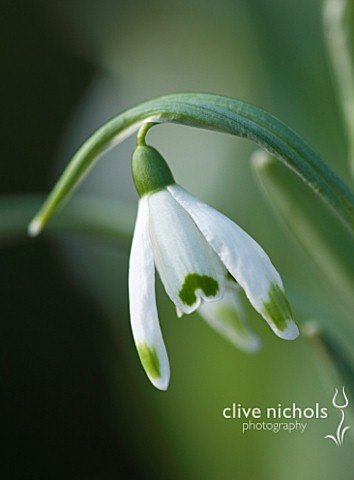 HODSOCK_PRIORY__NOTTINGHAMSHIRE_CLOSE_UP_OF_THE_WHITE_FLOWERS_OF_GALANTHUS_GREEN_TIP