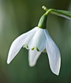 HODSOCK PRIORY  NOTTINGHAMSHIRE: CLOSE UP OF THE WHITE FLOWERS OF THE DOUBLE SNOWDROP - GALANTHUS LADY BEATRIX STANLEY