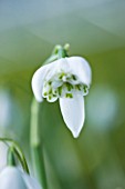 HODSOCK PRIORY  NOTTINGHAMSHIRE: CLOSE UP OF THE WHITE FLOWERS OF THE DOUBLE SNOWDROP - GALANTHUS LADY BEATRIX STANLEY