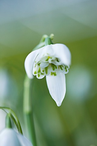 HODSOCK_PRIORY__NOTTINGHAMSHIRE_CLOSE_UP_OF_THE_WHITE_FLOWERS_OF_THE_DOUBLE_SNOWDROP__GALANTHUS_LADY