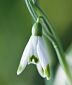 HODSOCK PRIORY  NOTTINGHAMSHIRE: CLOSE UP OF THE WHITE FLOWERS OF THE SNOWDROP - GALANTHUS GREEN TIP