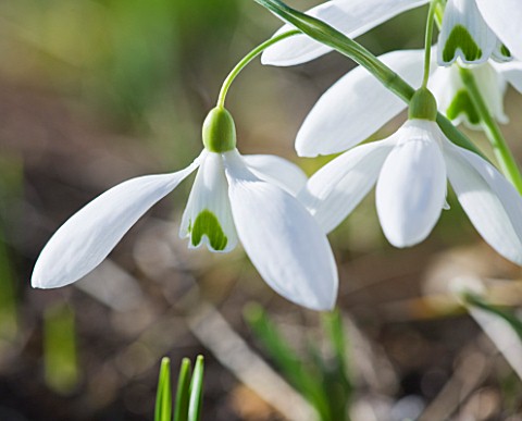 HODSOCK_PRIORY__NOTTINGHAMSHIRE_CLOSE_UP_OF_THE_WHITE_FLOWERS_OF_SNOWDROP__GALANTHUS_BILL_BISHOP