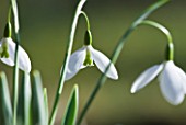 HODSOCK PRIORY  NOTTINGHAMSHIRE: BCLOSE UP OF THE WHITE FLOWERS OF SNOWDROPS - GALANTHUS JOHN GRAY