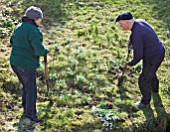 HODSOCK PRIORY  NOTTINGHAMSHIRE: PLANTING SNOWDROPS IN THE GREEN