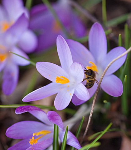 HODSOCK_PRIORY__NOTTINGHAMSHIRE_CLOSE_UP_OF_THE_FLOWERS_OF_CROCUS_TOMASINIANUS_WITH_HONEY_BEE