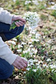 HODSOCK PRIORY  NOTTINGHAMSHIRE: GIRL PICKING SNOWDROPS IN SNOWDROP WOOD