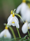 CLOSE UP OF FLOWER OF SNOWDROP - GALANTHUS RAY COBB. GALANTHUS GROWN BY RONALD MACKENZIE. BULB  WINTER